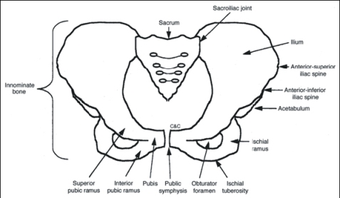 Anatomy of the Pelvis